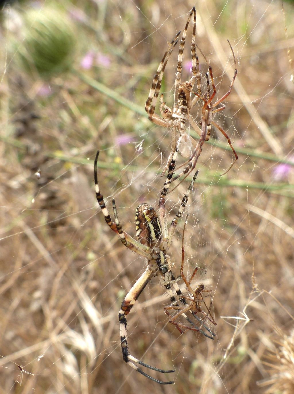 Argiope bruennichi (femmina, exuvia e maschio cannibalizzato) - Robilante (CN)